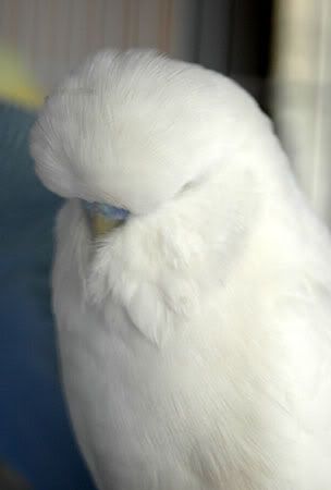 newbirds071.jpg