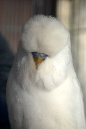 newbirds072.jpg