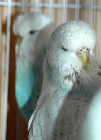 newbirds076-1.jpg