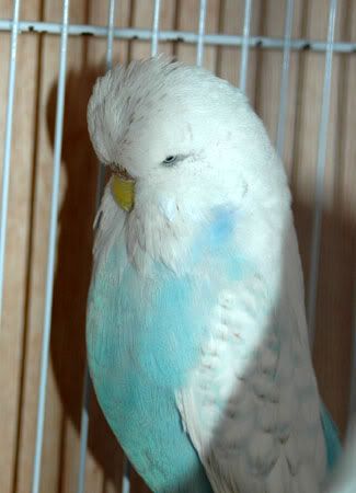 newbirds078.jpg