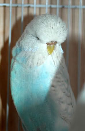 newbirds079.jpg