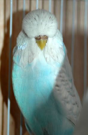 newbirds080.jpg