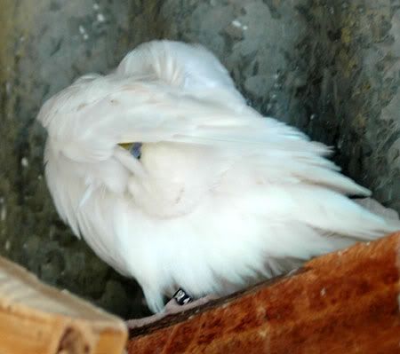 newbirds082.jpg