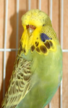 newbirds083.jpg