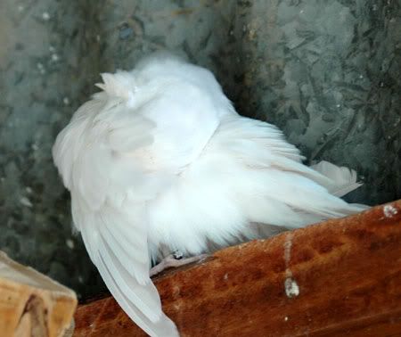 newbirds085.jpg