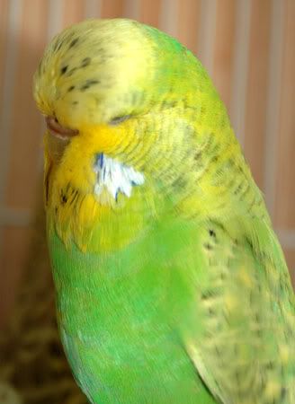 newbirds087.jpg