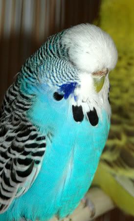 newbirds088.jpg