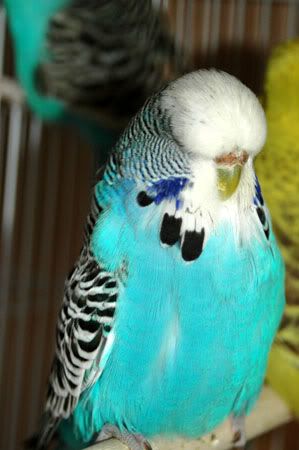 newbirds089.jpg
