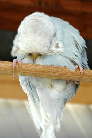 newbirds093.jpg