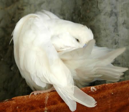 newbirds098.jpg