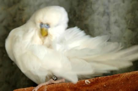 newbirds099.jpg