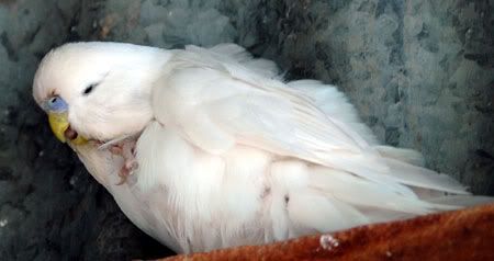 newbirds100.jpg