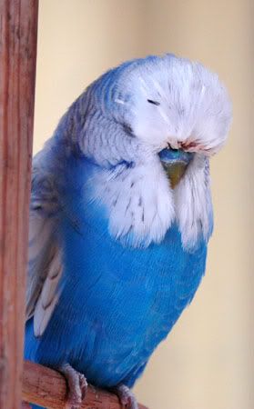 newbirds103.jpg