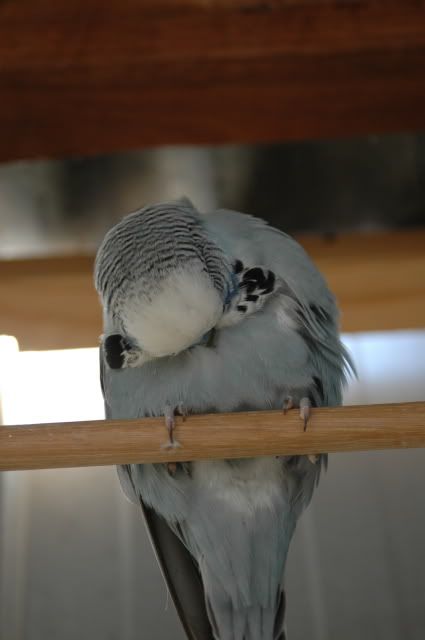 newbirds105.jpg