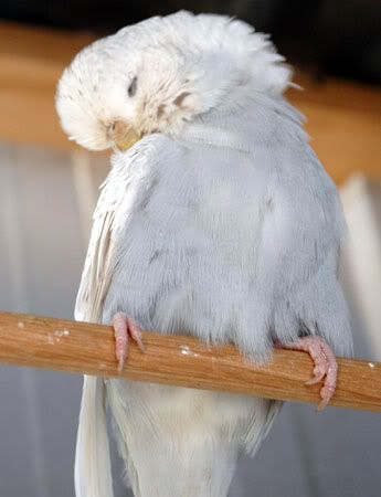 newbirds108.jpg