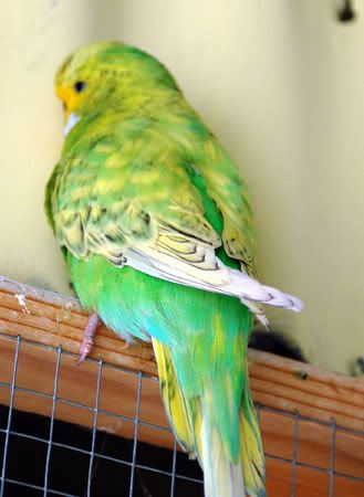 newbirds110.jpg