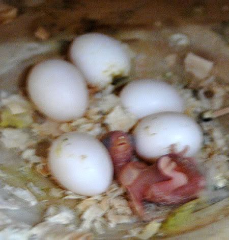 newbirds113.jpg