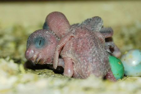 newbornbabiesoiednest.jpg
