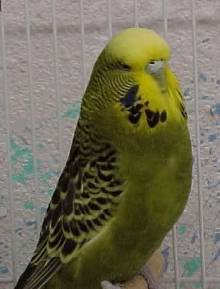 olive.jpg