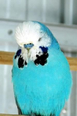 opalineskybluecock1.jpg