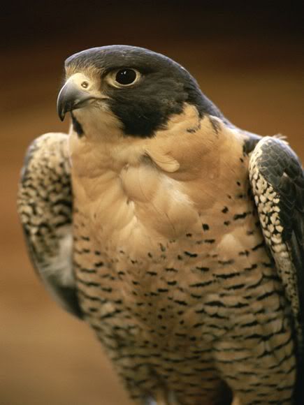 peregrine-falcon_659_600x450.jpg