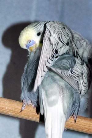 preening.jpg