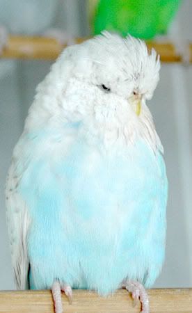 skybluecinna.jpg