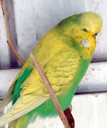 spangleop005.jpg