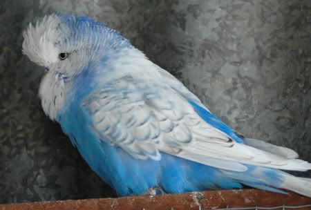 spangleop013.jpg