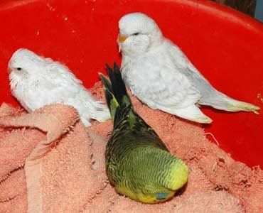 the3babiesnest1.jpg