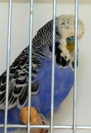 violet1.jpg