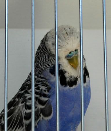 violet11.jpg