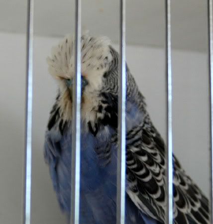 violet3.jpg