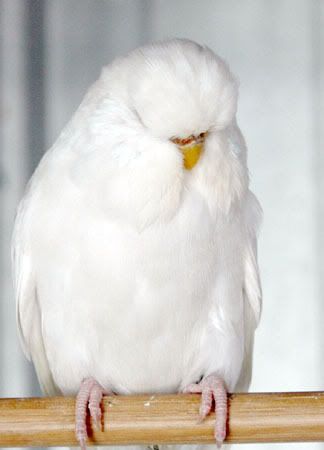 whiteDFspanglewow-1.jpg