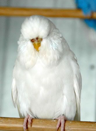 whitedfsp.jpg