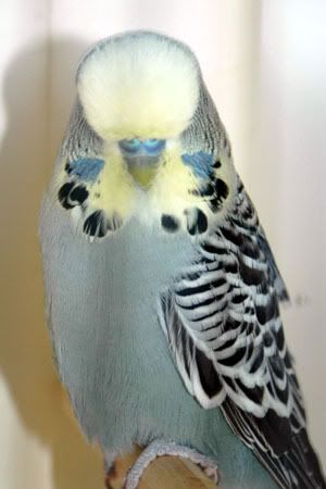 yellcockson.jpg