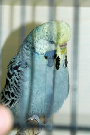 yellfacehen.jpg