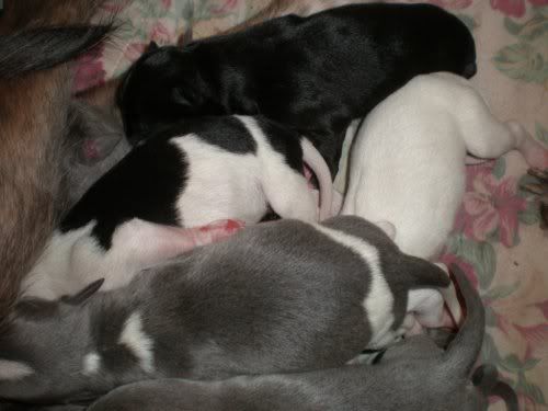 Pup3.jpg