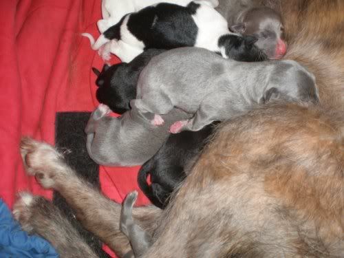 pup1.jpg