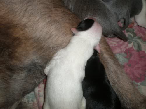 pup4.jpg