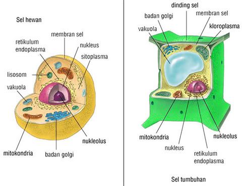 animal cell and plant cell differences. Animal Cells has lissome