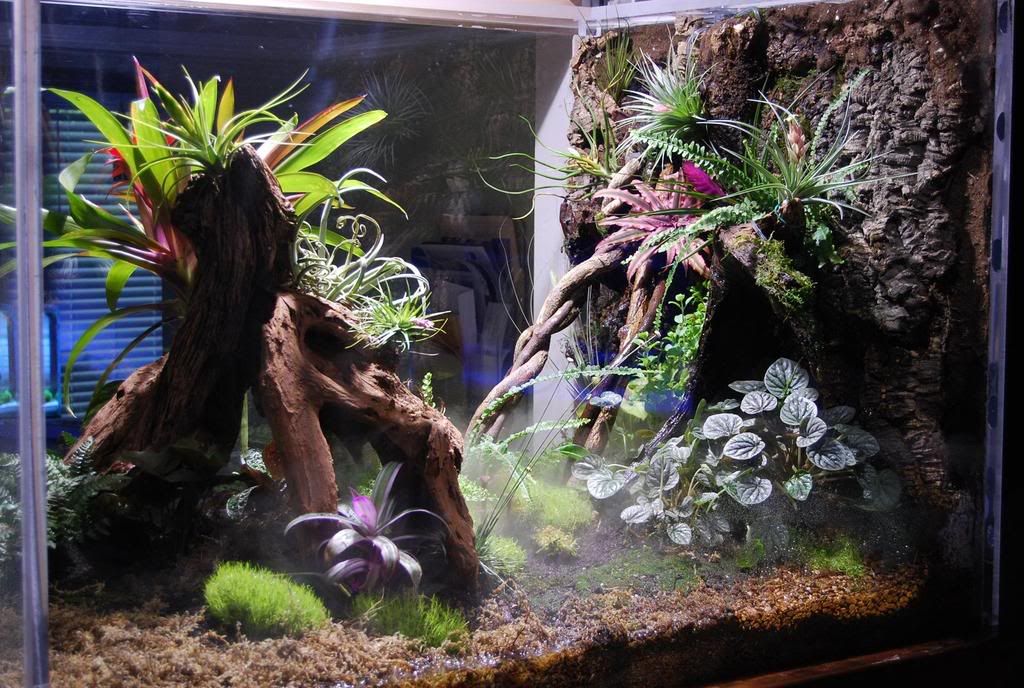 Custom In Wall 200g Acrylic Build Dendroboard