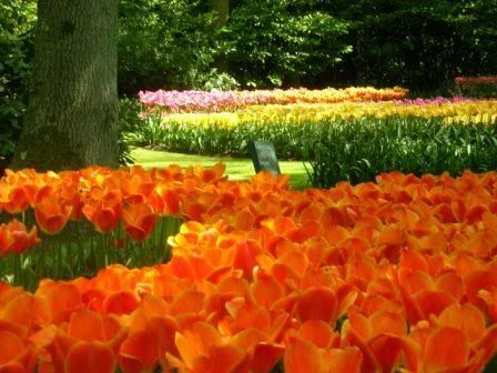 Keukenhof  flower gardens Pictures, Images and Photos