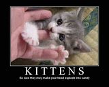 Kitten photo Kitten.jpg