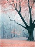 Sakura Tree photo SakuraTree.jpg