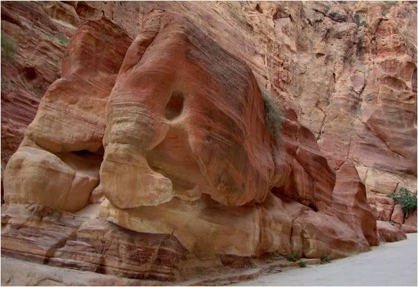 Mammoth foetus