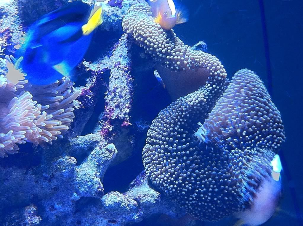 Mertens Carpet Anemone for Sale Manhattan Reefs