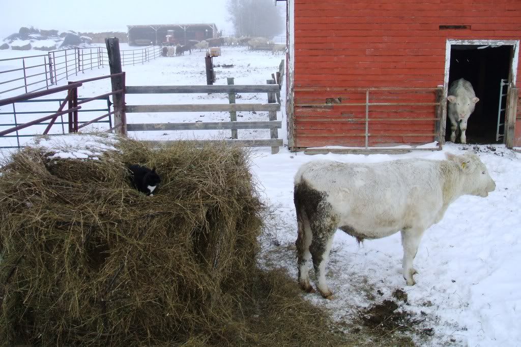 Cow With Pneumonia