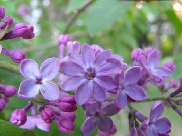 Anyone ever seen... - Homesteading Questions