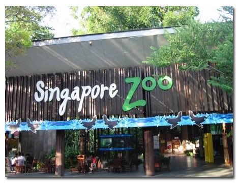 Singapore  Incident Pictures on Current Affairs From The World  Tigers Kill Singapore Zoo Cleaner